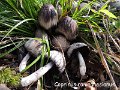 Coprinopsis romagnesiana-amf519